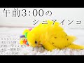 午前3:00 シニアインコのケア 3 a.m. Caring for an old budgerigar