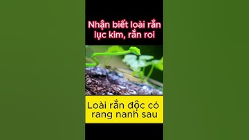 Nhận dạng loài rắn lục kim, rắn roi, rắn lá #shorts #shortvideo #rắn #rắnđộc #ranluckim #review