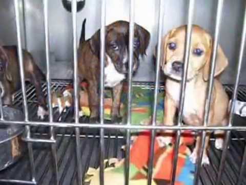 Video of the animals at the shelter and a plea for more adoptions from the Friends of the Genesee County Animal Shelter