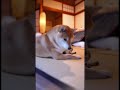 ニャンが初めて来た時のことを思い出したワン!寒さに震えていた子猫を温めてやった柴犬。