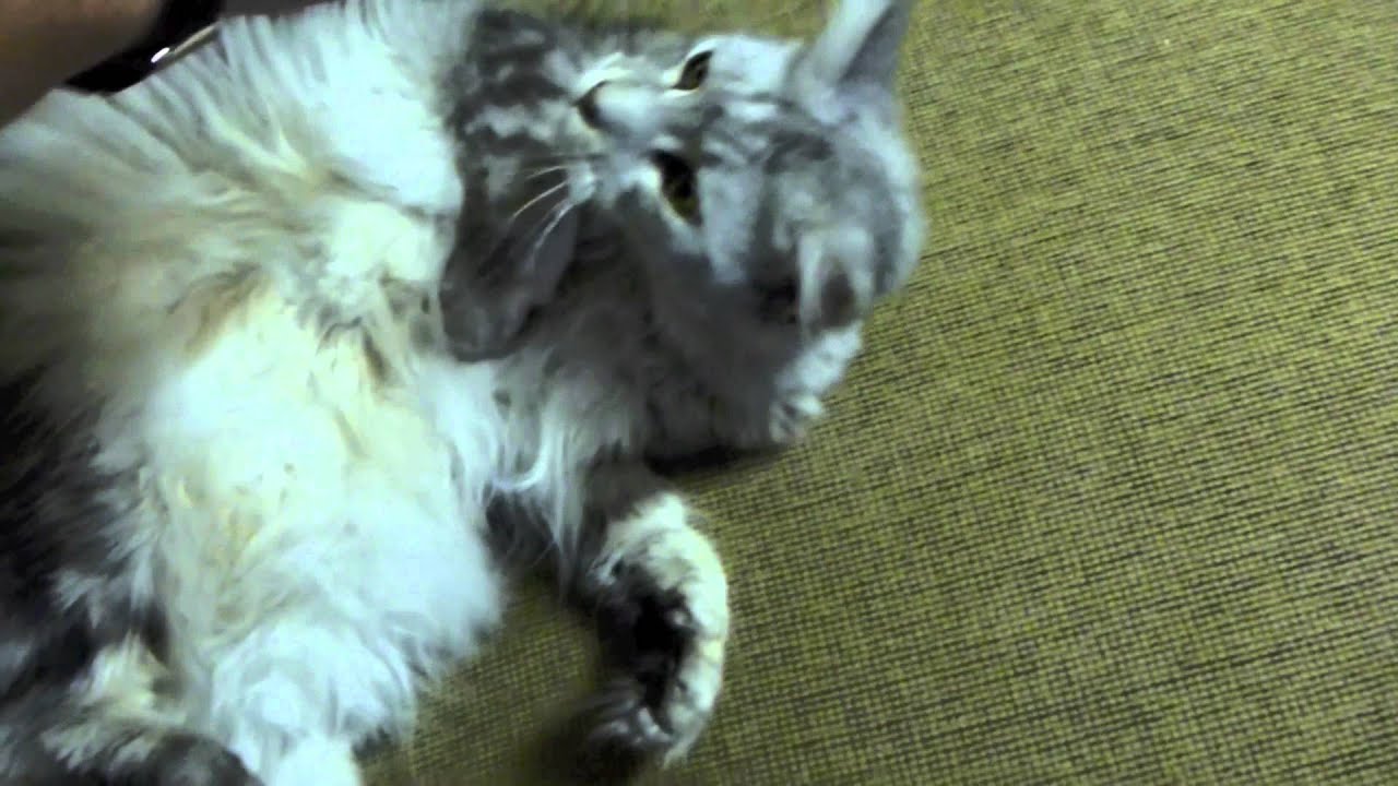 Big Maine Coon Cat Being Lazy YouTube