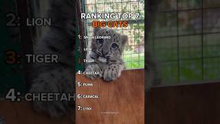 Ranking Top 7 Big Cats