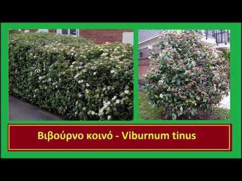 Βίντεο: Αειθαλές πυξάρι (42 φωτογραφίες): φύτευση και φροντίδα, περιγραφή του αειθαλή θάμνου Buxus, καταφύγιο του φυτού για το χειμώνα