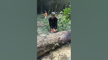 kỹ thuật cưa cây to #giaitri #shorts