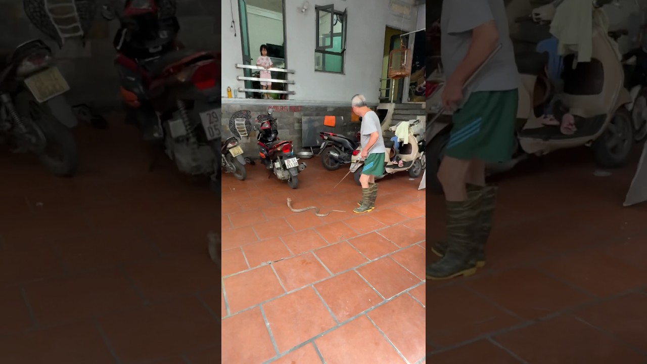 ഇന്ന് പാമ്പ് ഭക്ഷണം കിട്ടുന്ന സ്ഥലത്തിലേക്ക് എന്നെ vietnam കൂട്ടുകാരൻ കൊണ്ട് പോയി.🐍😅 #shorts