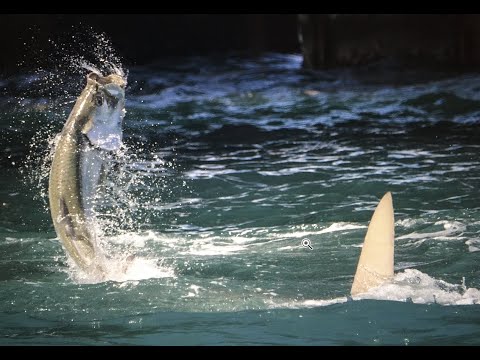 TARPON vs HAMMERHEAD AT BAHIA HONDA - Saltwater Experience