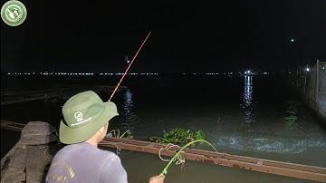 Câu Trúng Cá Tra Kỳ Lạ - Cá Chép - Cá Cóc | Câu Cá Trên Bè T410