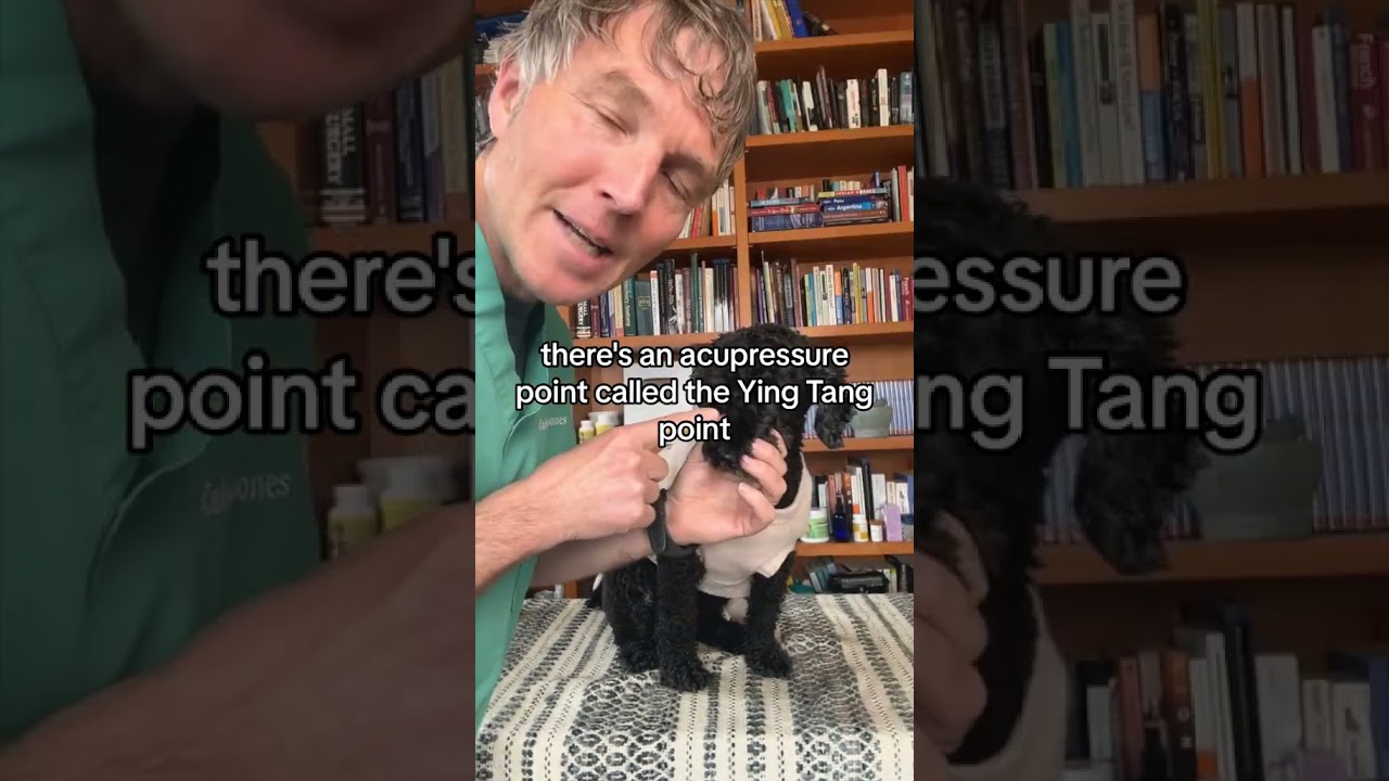 Fast All Natural dog or cat Anxiety Hack