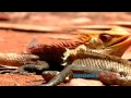 Fight between chameleons
