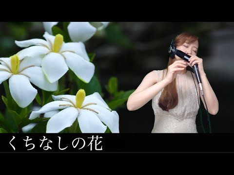 クロマチックハーモニカ 南里沙『くちなしの花』｜Chromatic Harmonica Risa Minami