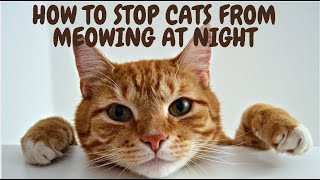 How To Stop Cats From Meowing At Night