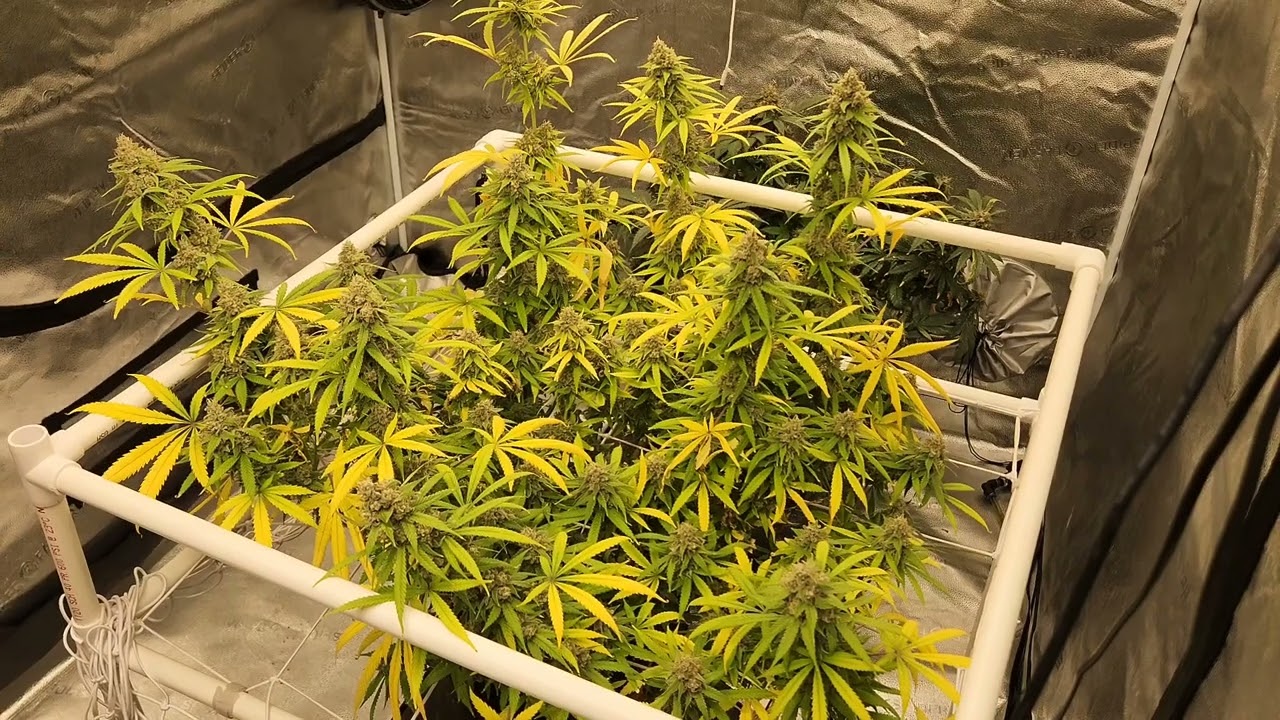 Weekly update Octopot grow #10 harvest day skunk#1 , Grape ape.