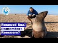 Rescued Seal Remembers Rescuers?