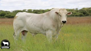 Chianina Cattle, one of the worlds biggest cattle breeds.