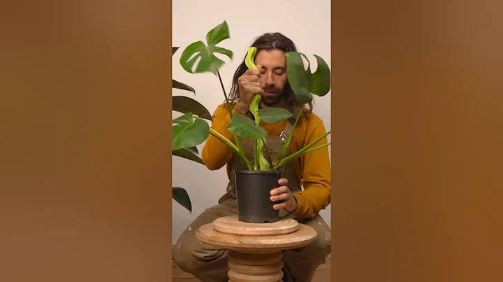 Staking your monstera #houseplants #plantcare #monstera #plants