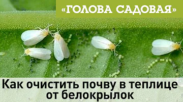 Голова садовая - Как очистить почву в теплице от белокрылок