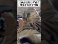 【猫動画】パパの出社を阻止出来ず、帰りを待ち続ける猫www#shorts