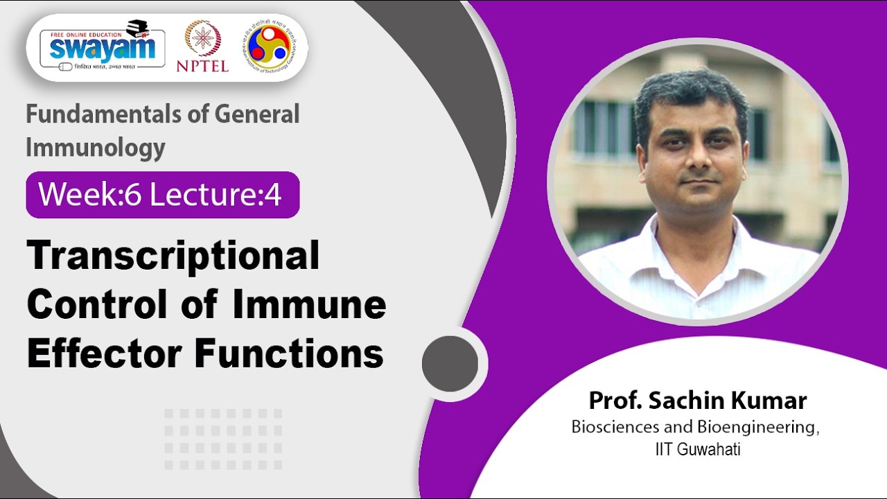 Lec 24: Transcriptional Control of Immune Effector Functions