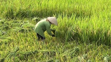 Quê Hương Tôi Đang Vào Mùa Gặt Lúa