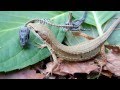 Bone " Live & Death " Japanese Grass Lizard カナヘビ骨格 " 生と死 " かなへび kanahebi カナヘビ図鑑