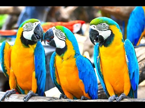 PASAR Hewan  BURUNG  Traditional Bird Market Tourism 