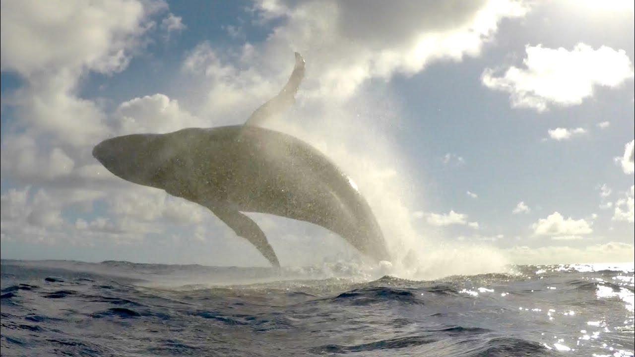 BIKINI YOGA WHALE SPLASH