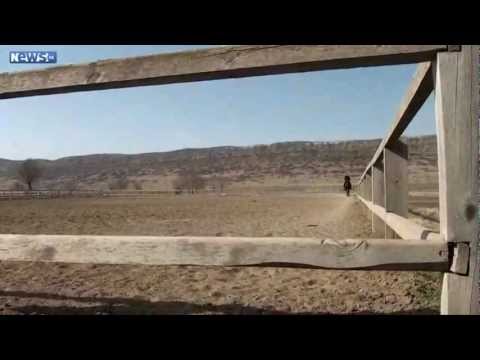 მგლისფერი