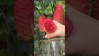 Famous Amazing Shampoo Ginger Plant Net Worth