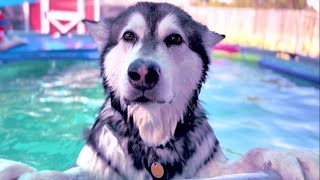 Giant Dog Takes A Dip In The Pool To Chill Out While Babysitting Nephew And Nieces! #husky