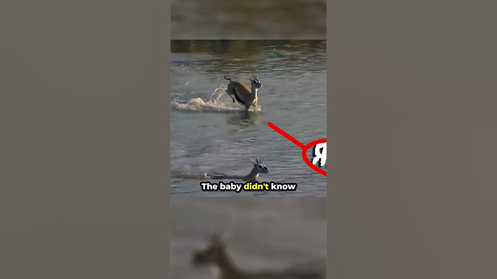 Mother Deer Sacrifices Herself To Save Baby... 🥲❤️