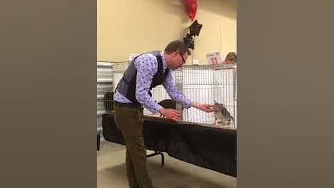 Video 807031: oriental longhair, longhair kitten, kitten show, kitten first