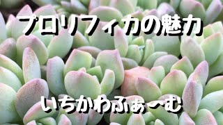 プロリフィカ Youtube プロリフィカ Youtube