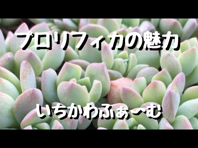 【専用】プロリフィカ　　プロリフェラ　　多肉植物