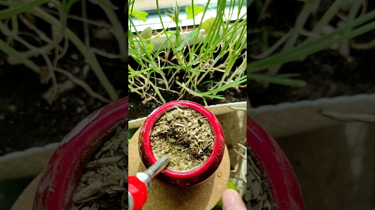 Yerba Mate Aguantadora y Selecta🧉🌿 