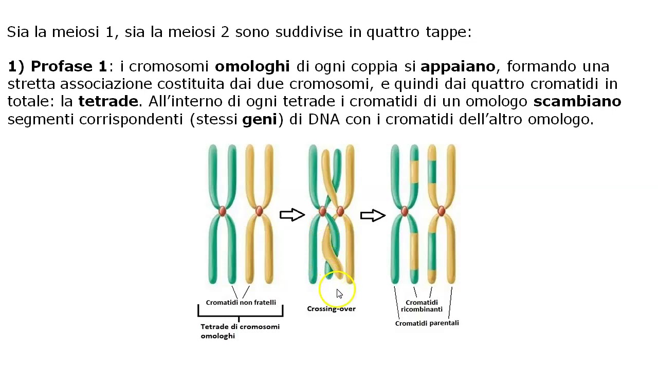 La meiosi 2A YouTube