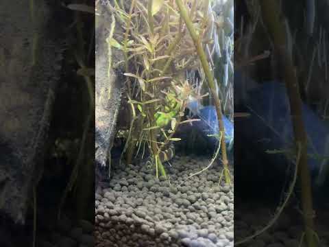 Vídeo: Pode um coolie loach?