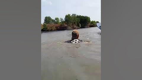 bắt cá ngát trong vuông tôm ở cà mau