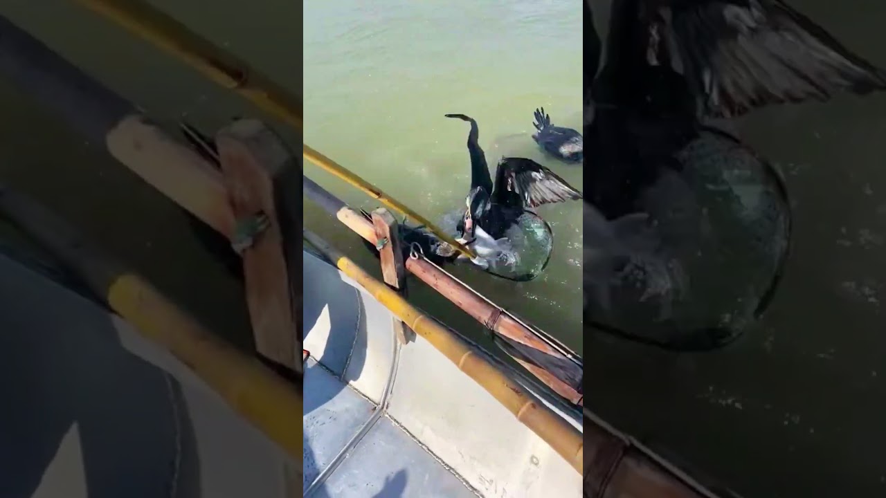 Great and primitive fishing technique by cormorant bird.For result wait till the end.