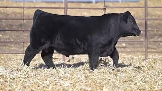 79   L21 Caffee Ranch 2026 Bull Sale