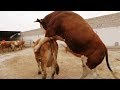 Bulls & Cows Best Farming - New Bulls Meet Cows First Time #24