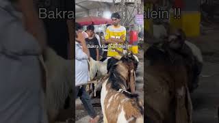most beautiful bakra in Deonar Bakra Mandi day 6 night update 🐐#deonarmandi #deonarbakramandiupdate