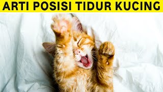 Arti Posisi Tidur Kucing Saat Bersama Kita, Gimana Kucing Peliharaanmu? by Kucing Meong 107 views 9 months ago 6 minutes, 18 seconds