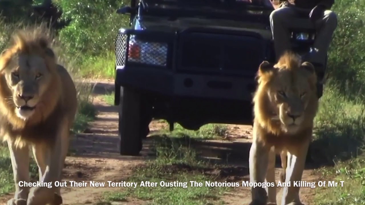 Mapogos~Matimbas ~Majingilanes~Selati Males Legendary Kings Of Sabisands