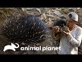 "El animal más raro del mundo" | Wild Frank: Tras la evolución de las especies | Animal Planet