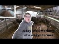 Morning in the life of a wagyu farmer! ~ A morning With Gwion And Jac