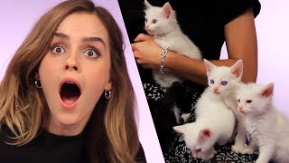 【子猫付きインタビュー】エマ・ワトソンがファンの質問に答えてくれたよ！（日本語字幕） Emma Watson Plays With Kittens