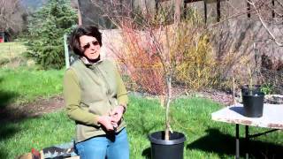 Pruning Japanese Maples with Tricia Smyth Part 1