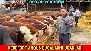 GEREFORT ANGUS AVLIKOL BUQALAR 94-557-09-95 / 99-067-01-10 / 93-972-02-12 / SOTILADI