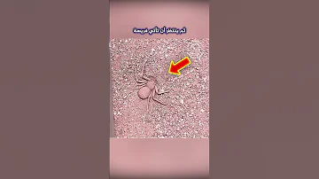 شاهد أخطر عنكبوت في العالم لن تصدق ما ستراه عيناك Shorts 