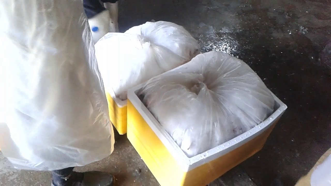 《How to Pack Fish for Exporting Punjab and K.P.K 》 YouTube